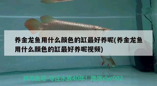養金龍魚用什么顏色的缸最好養呢(養金龍魚用什么顏色的缸最好養呢視頻)